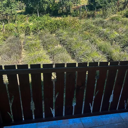 Levendula Kucko - Pataklak Vendeghaz *